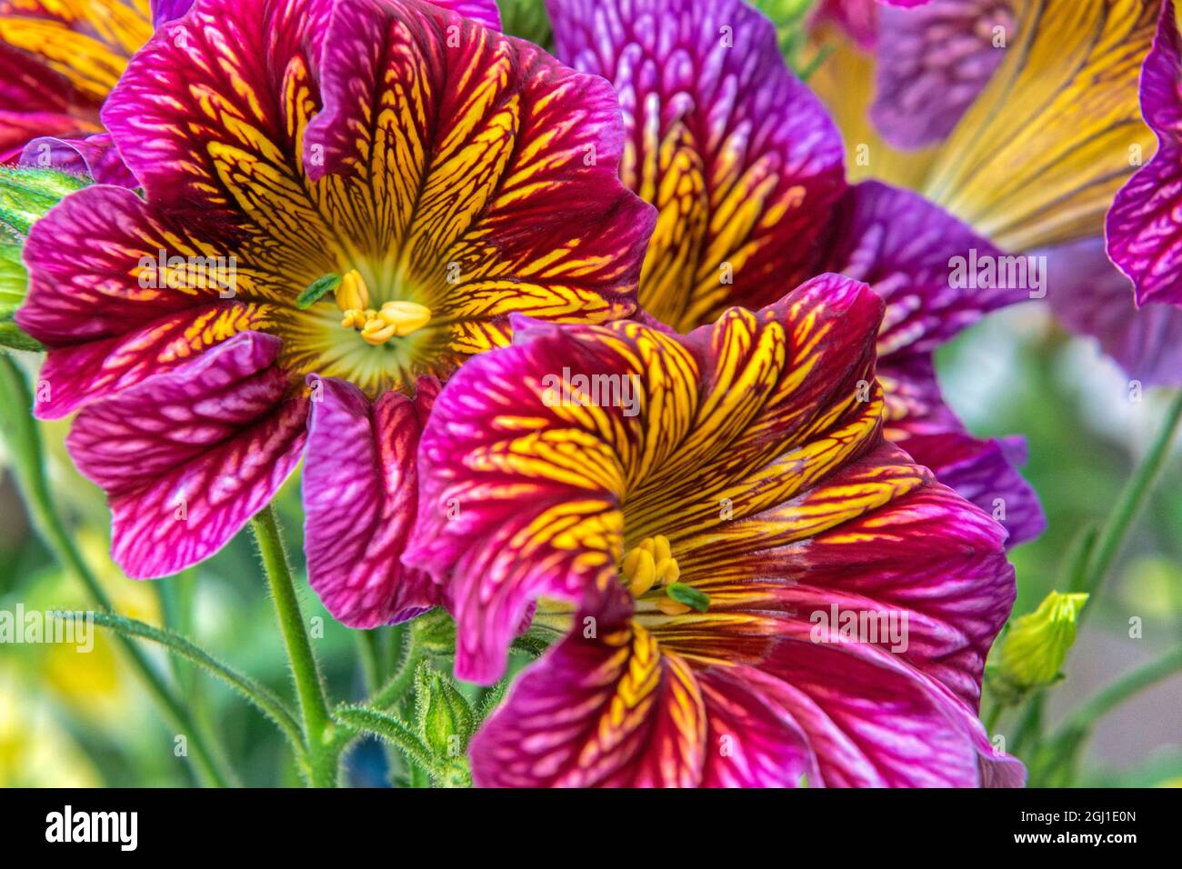 Painted-tongue flowers, USA Stock Photo