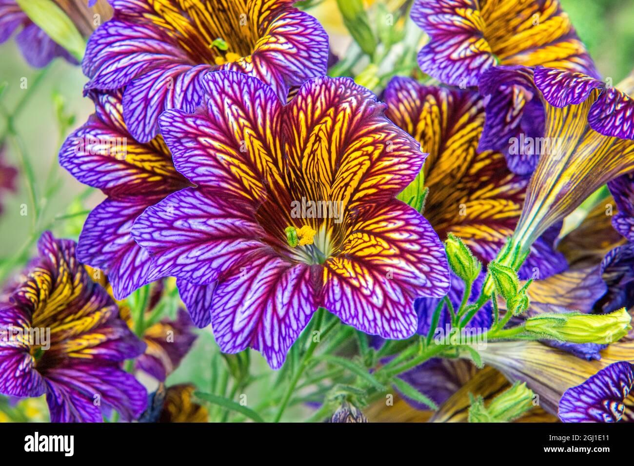 Painted-tongue flowers, USA Stock Photo