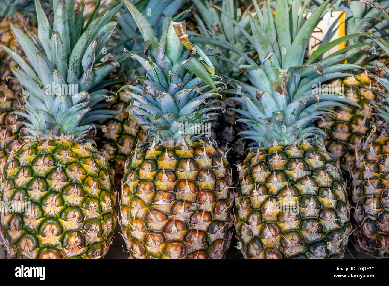 Sugarloaf pineapple Stock Photo