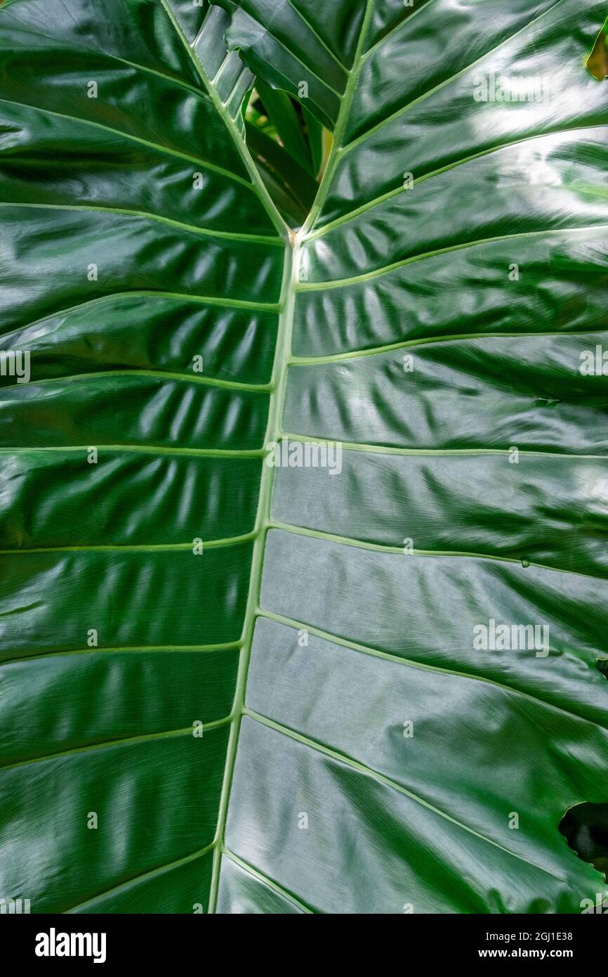 Anthurium leaf Stock Photo