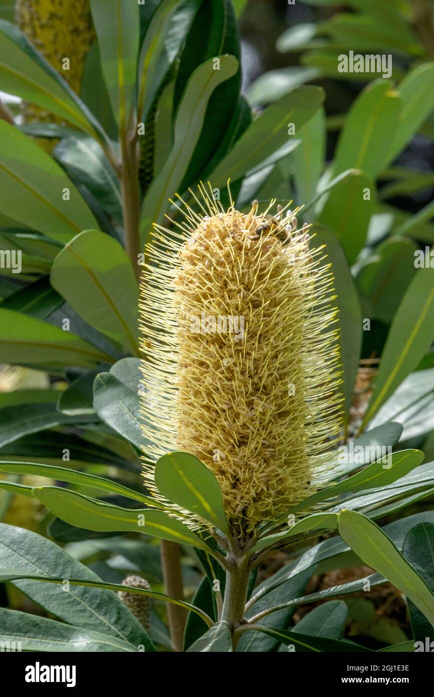 Banksia integrifolia, Australian honeysuckle Stock Photo