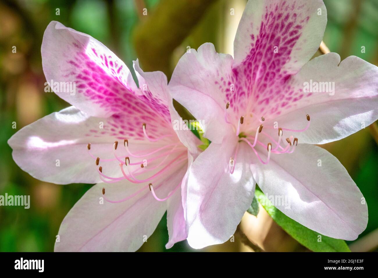 Azalea flowers Stock Photo
