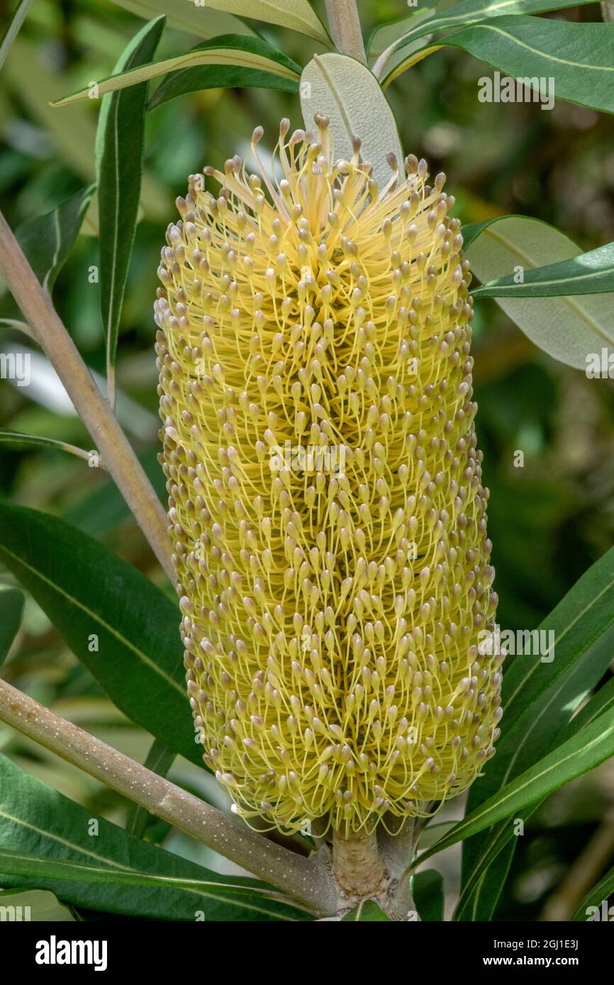Banksia integrifolia, Australian honeysuckle Stock Photo