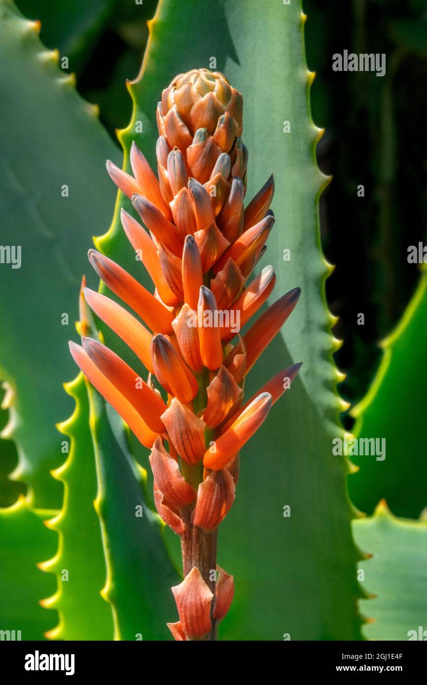 Candelabra aloe Stock Photo