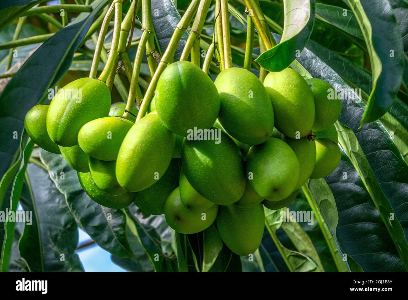 Mango fruit tree Stock Photo