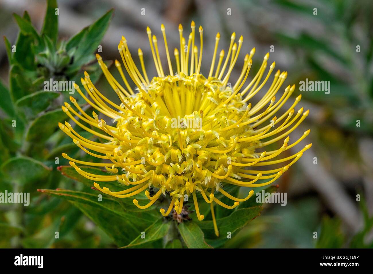 Pincushion flower Stock Photo