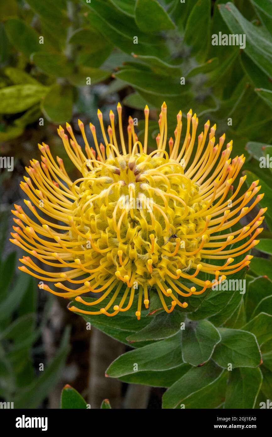 Pincushion flower Stock Photo