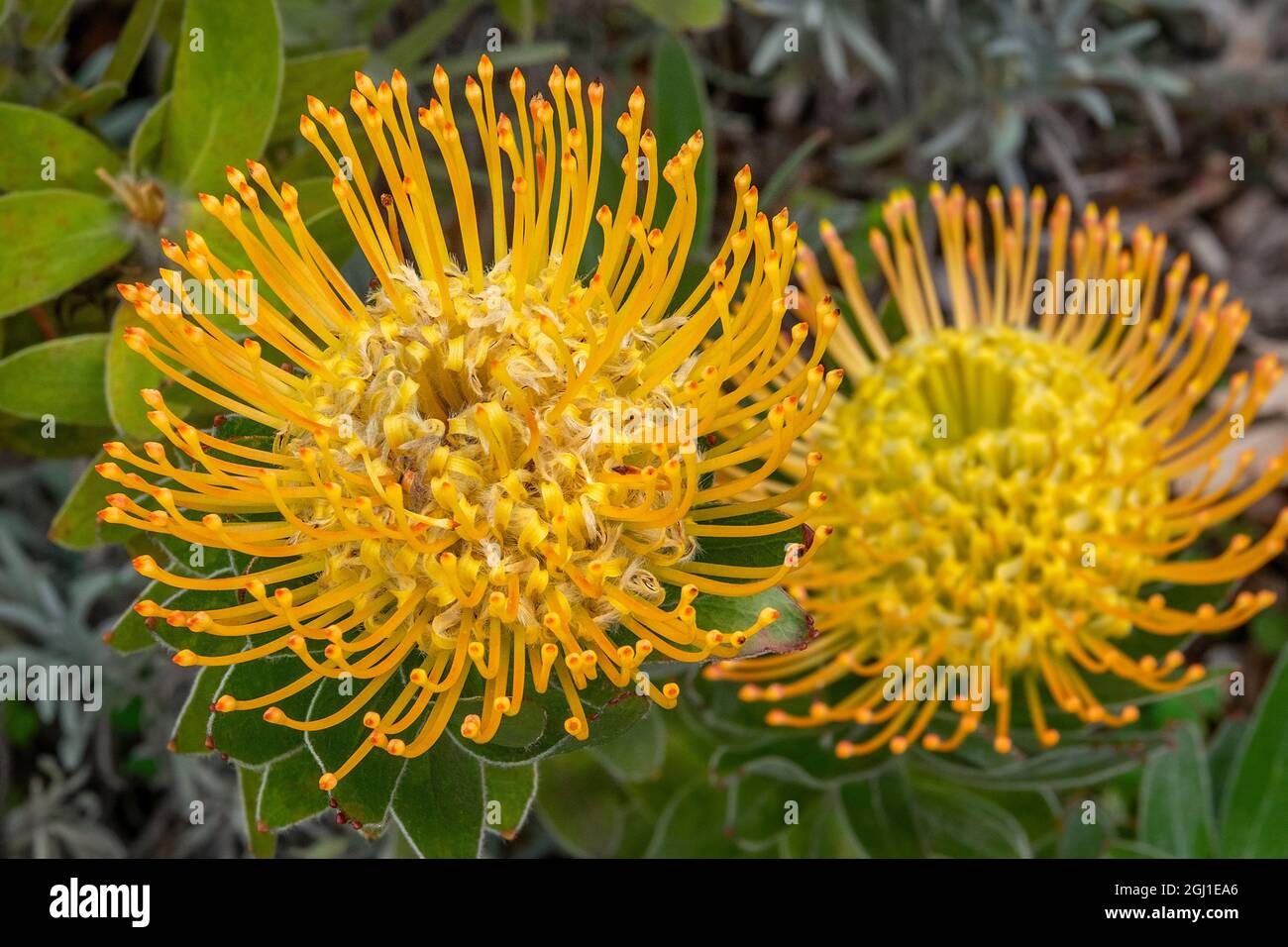 Pincushion flower Stock Photo