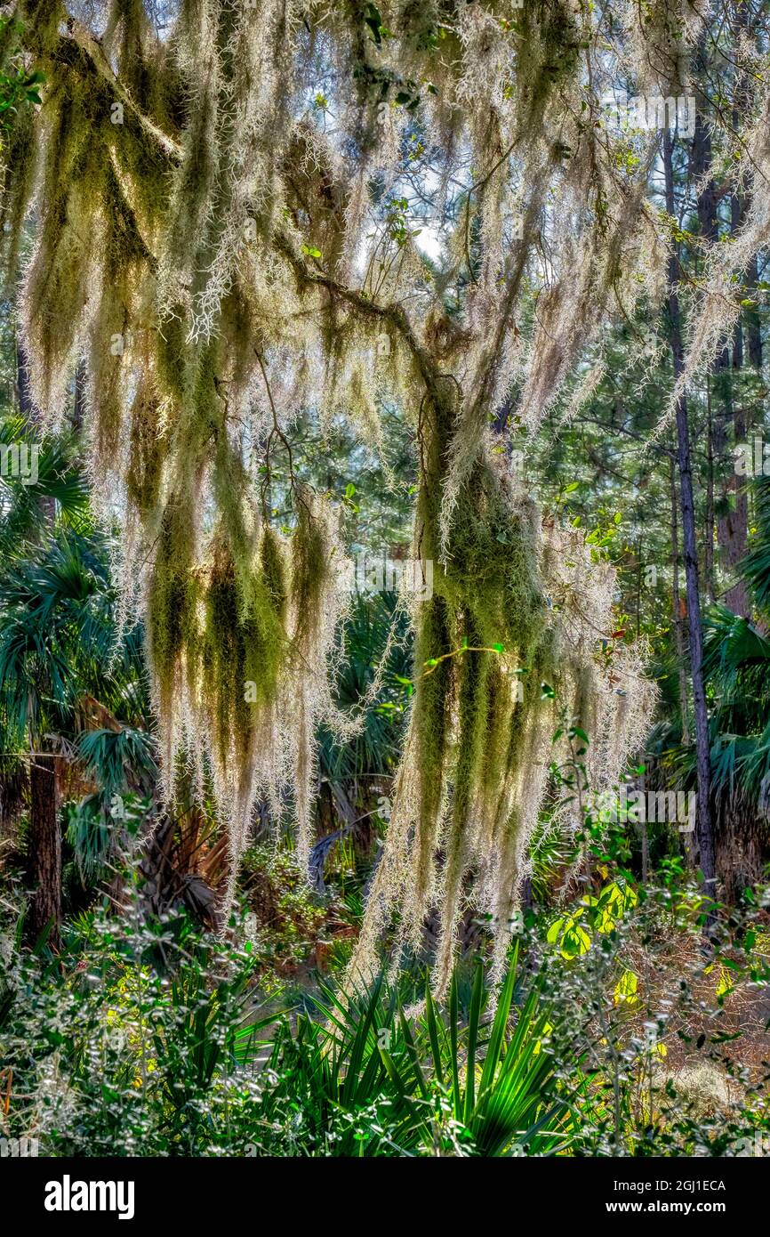 Spanish Moss on a Live Oak tree Stock Photo - Alamy