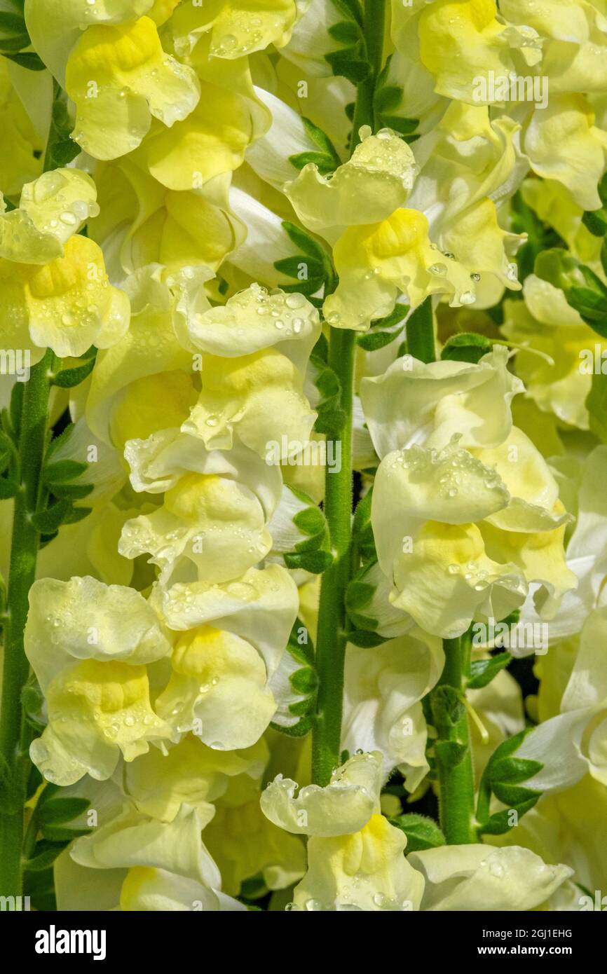 Yellow Snapdragon Stock Photo