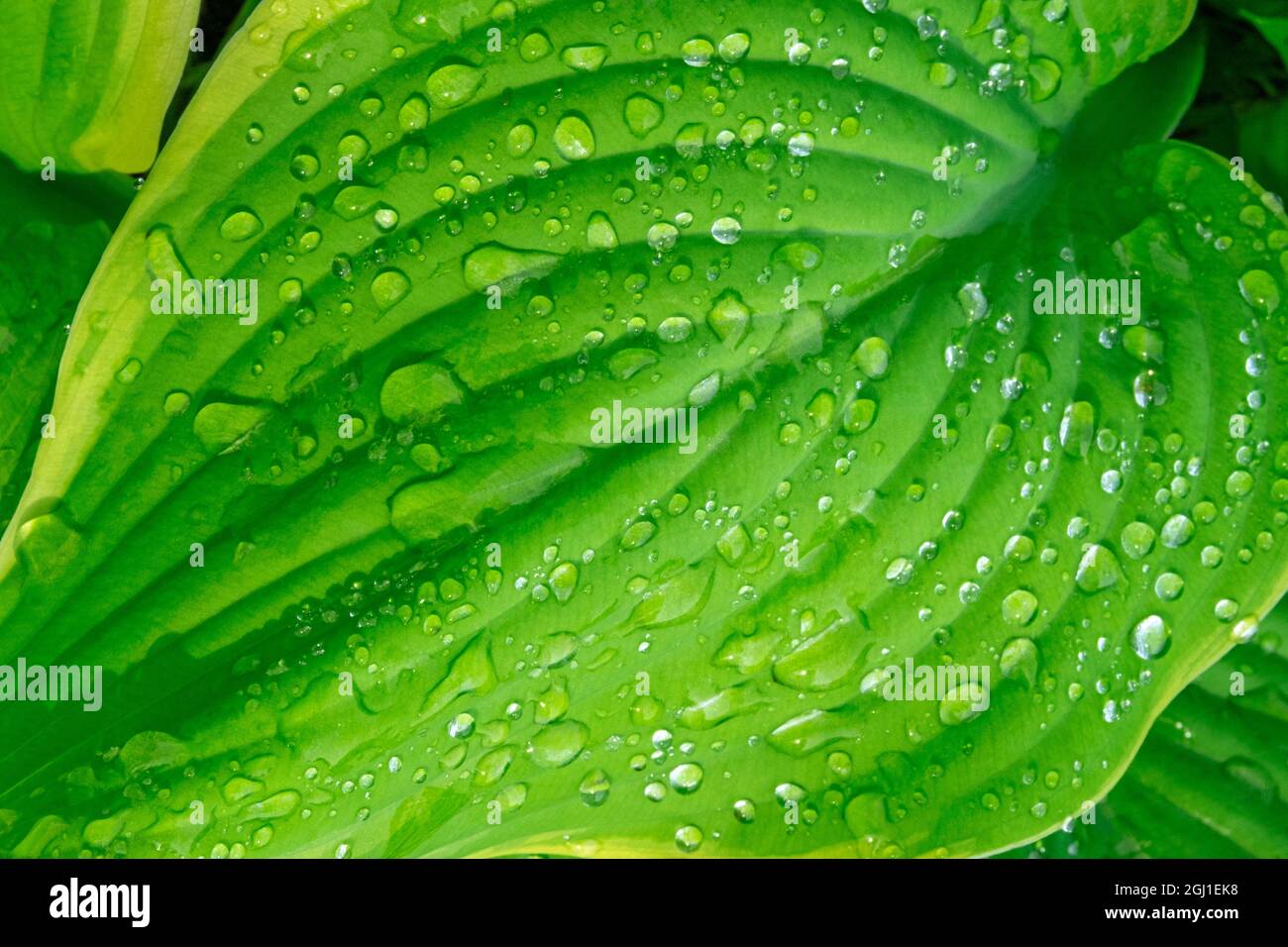 Fragrant Plantain Lily Stock Photo