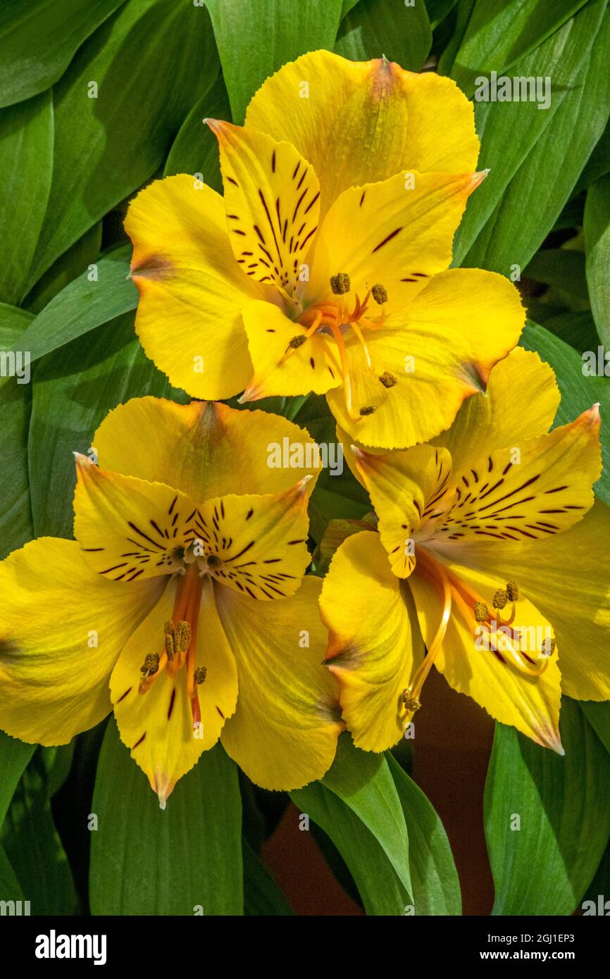 Peruvian Lily Stock Photo