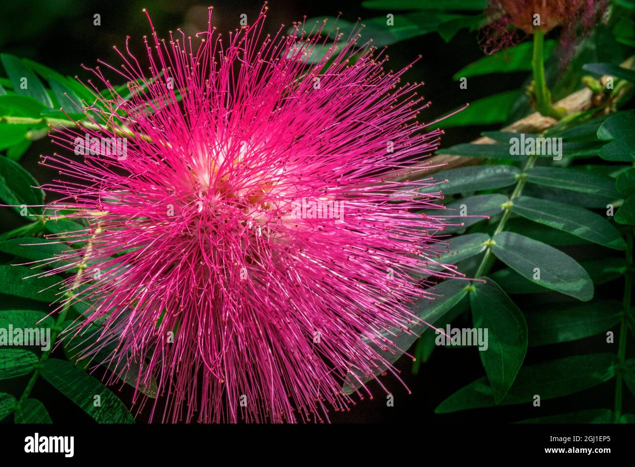 Powder Puff Tree Care