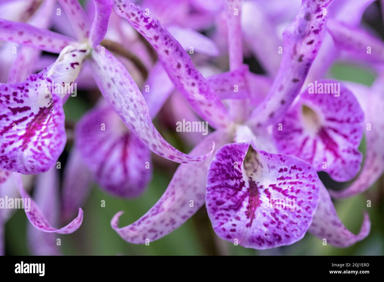 Brassanthe, Orchid, Maikai Stock Photo - Alamy