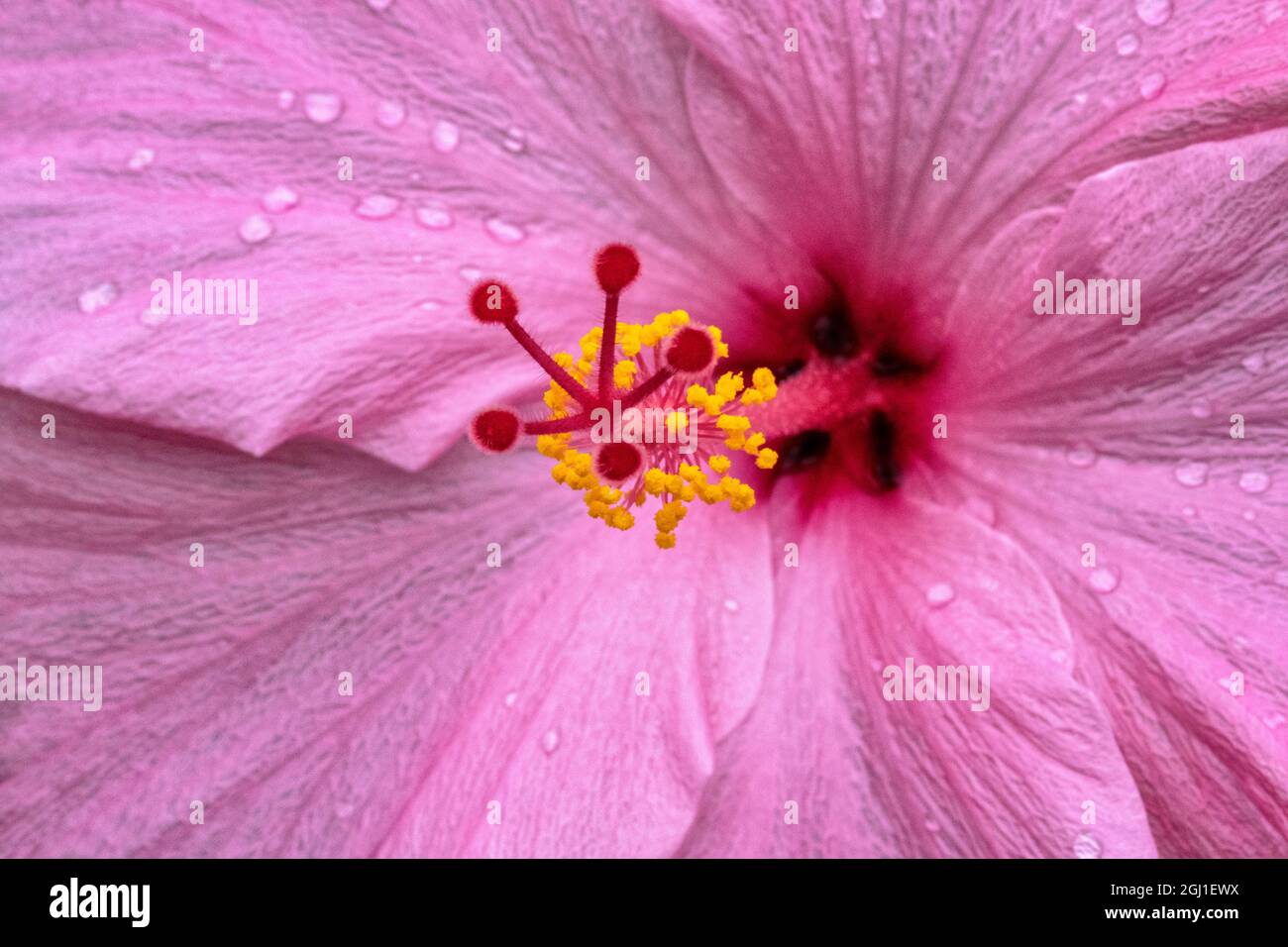 Pink Chinese Hibiscus Stock Photo