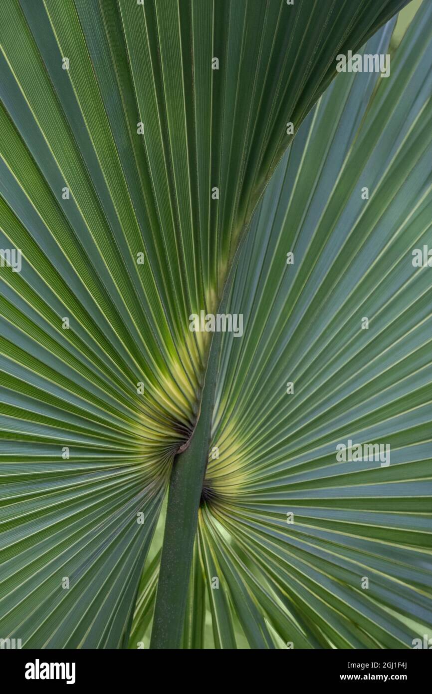 Cabbage Palm, Florida Stock Photo Alamy