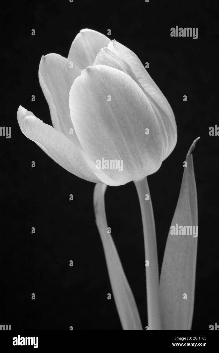 Bw tulip hi-res stock photography and images - Alamy