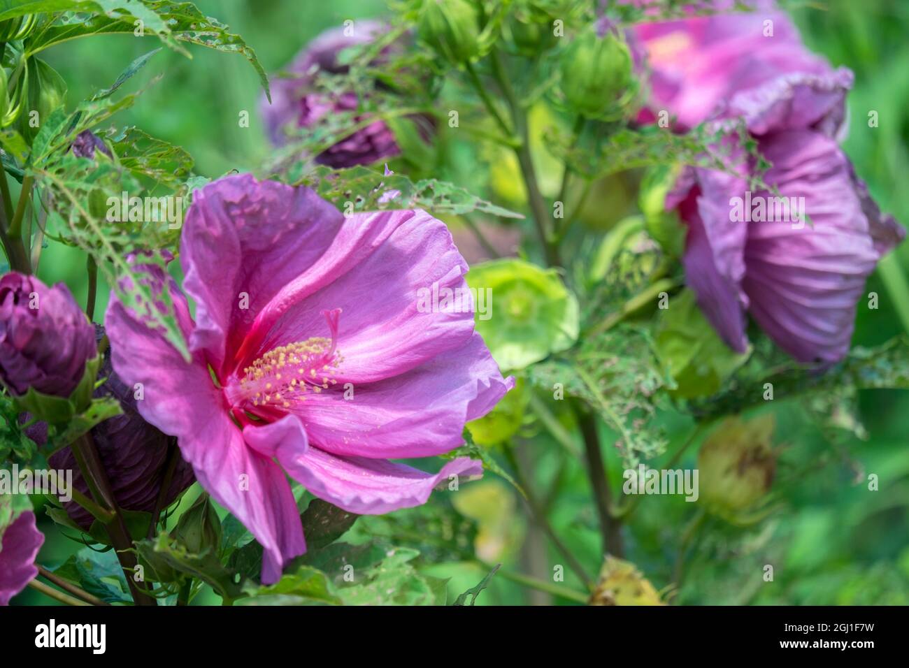 Summer pink hibiscus rose hi-res stock photography and images - Alamy