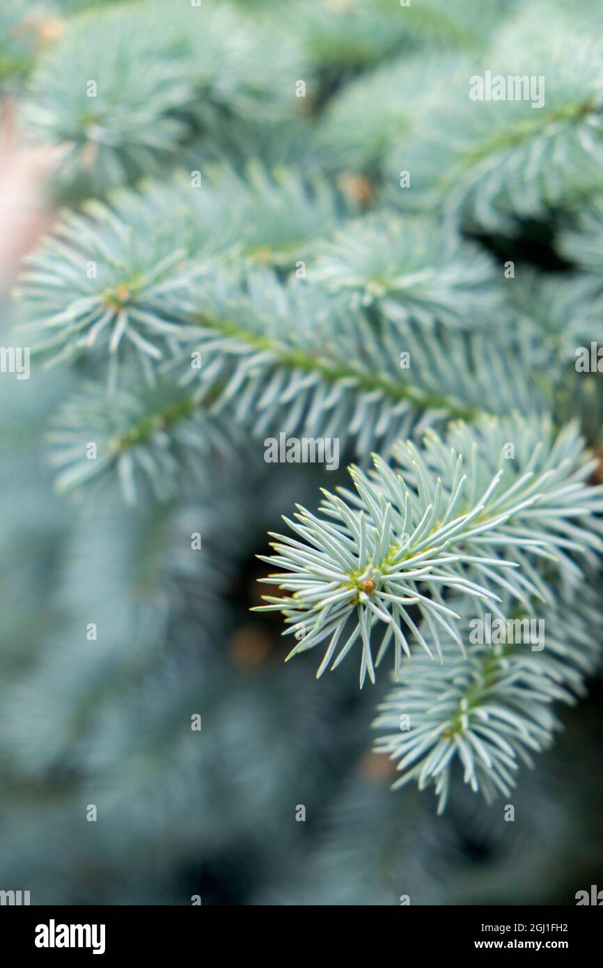Blue Spruce branches, USA Stock Photo