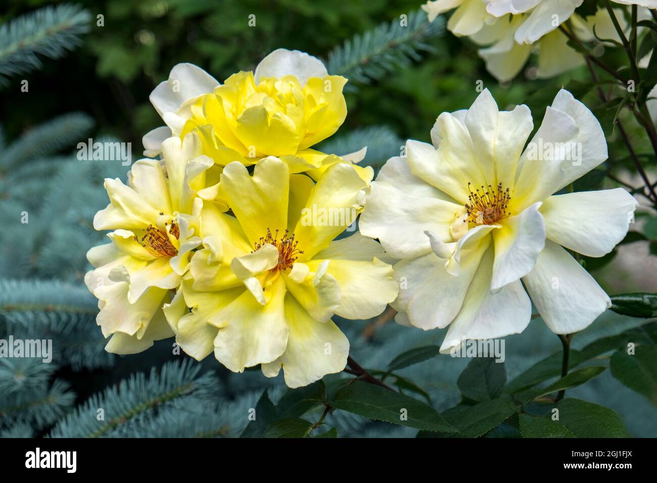 Yellow English rose, USA Stock Photo - Alamy