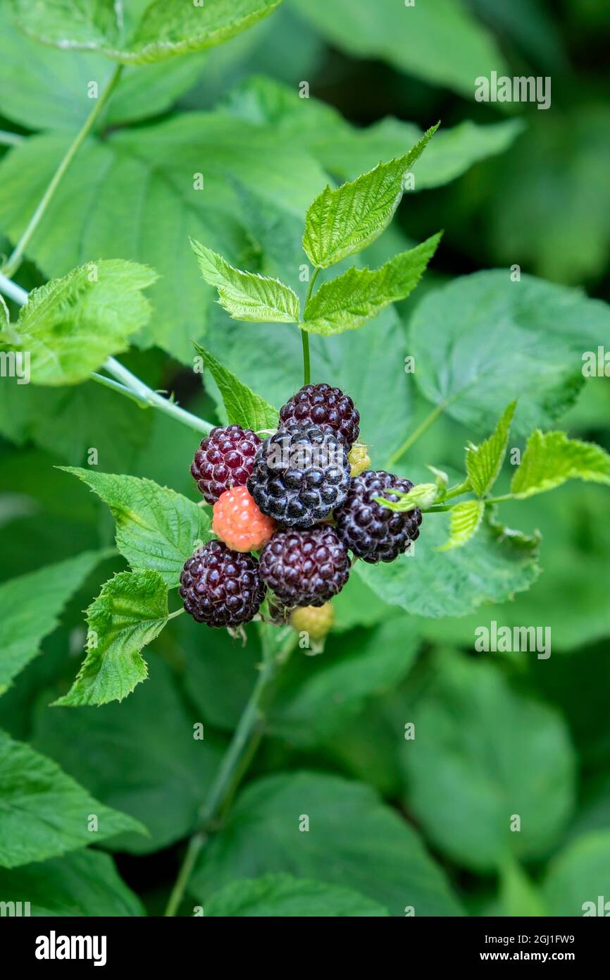 Black cap raspberries hi-res stock photography and images - Alamy