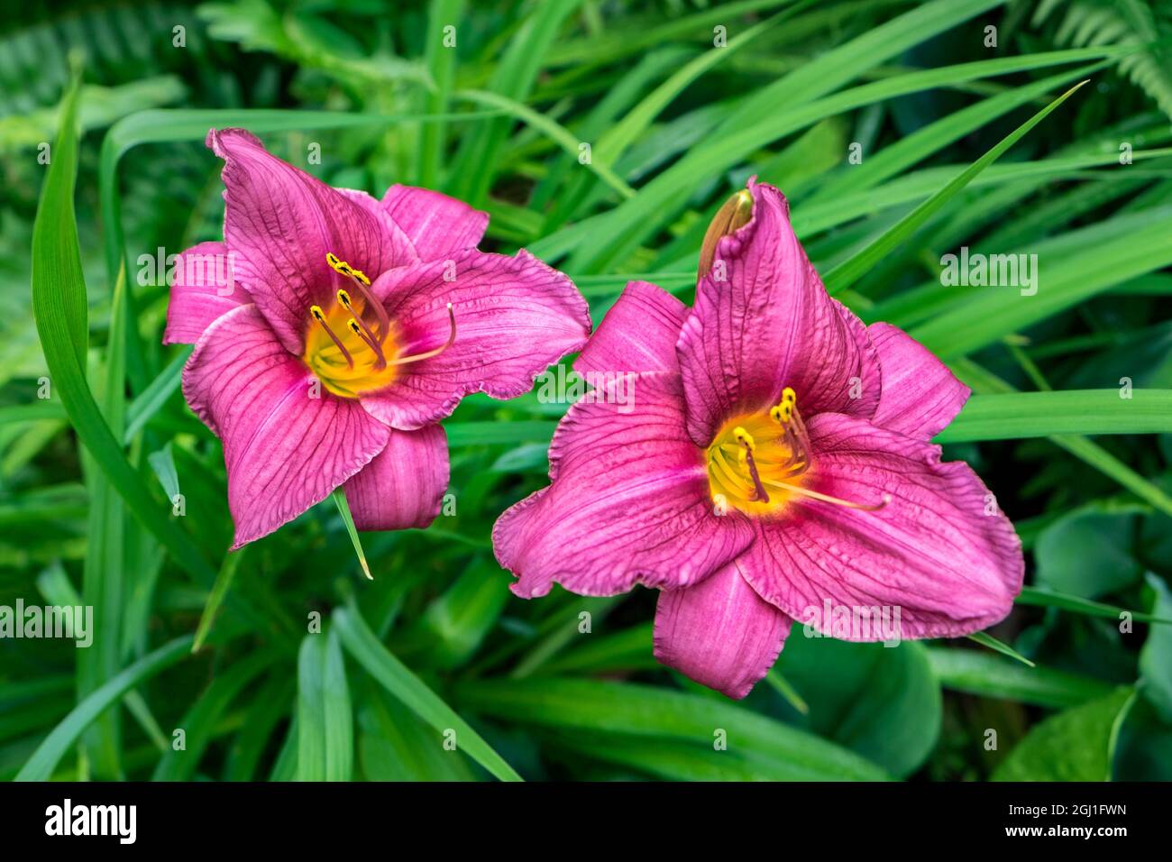 Pink ruffled daylily, USA Stock Photo