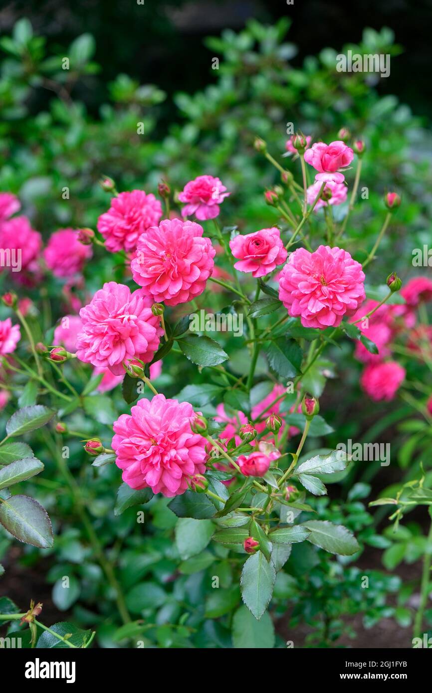 Pink everblooming rose bush, USA Stock Photo Alamy