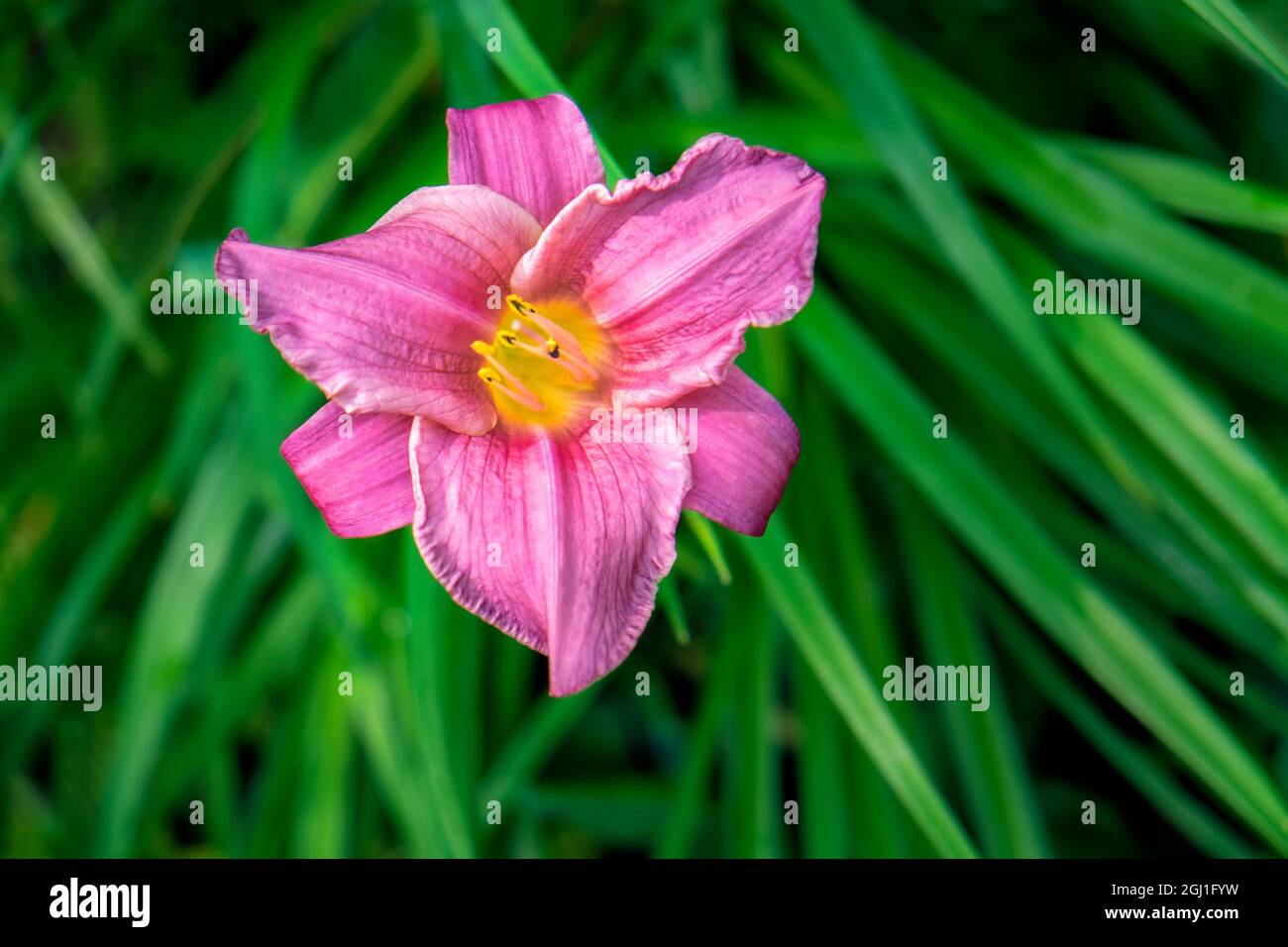 Pink ruffled daylily, USA Stock Photo - Alamy
