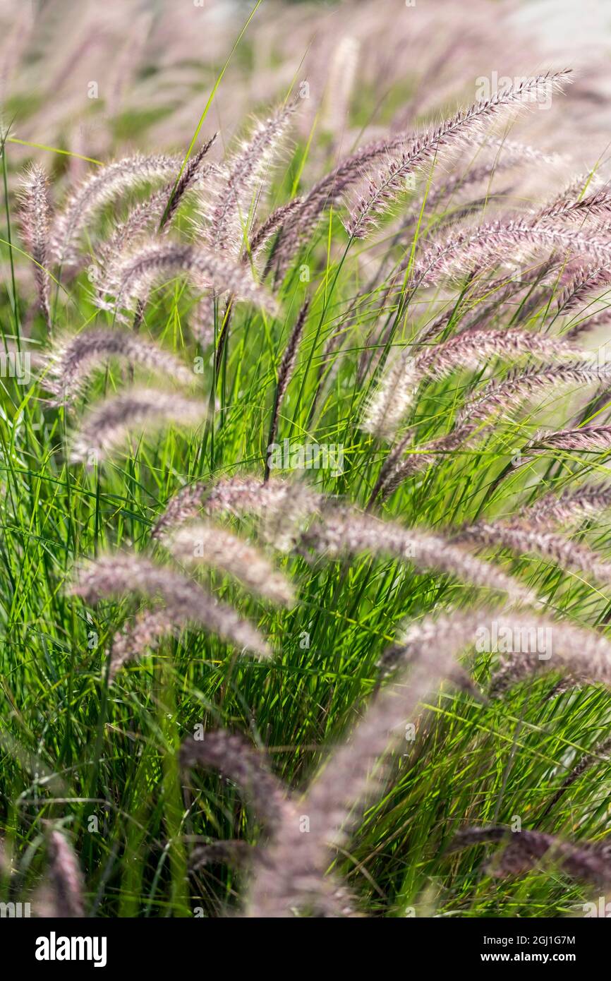 Crimson Fountain Grass, USA Stock Photo