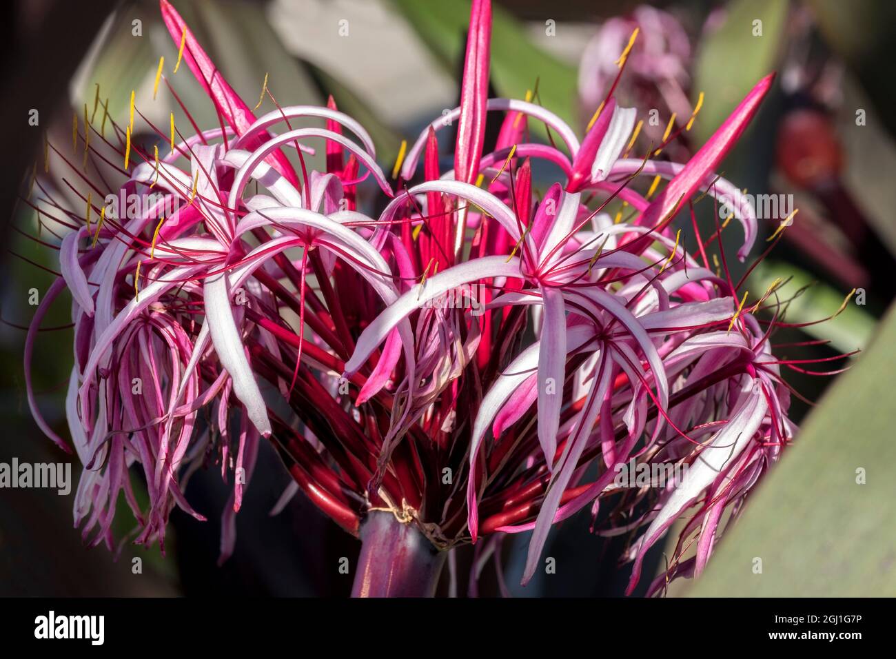 Crinum lily, swamp lily, USA Stock Photo