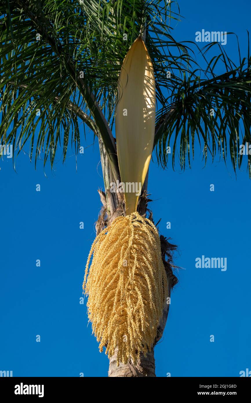 Queen Palm tree, USA Stock Photo Alamy