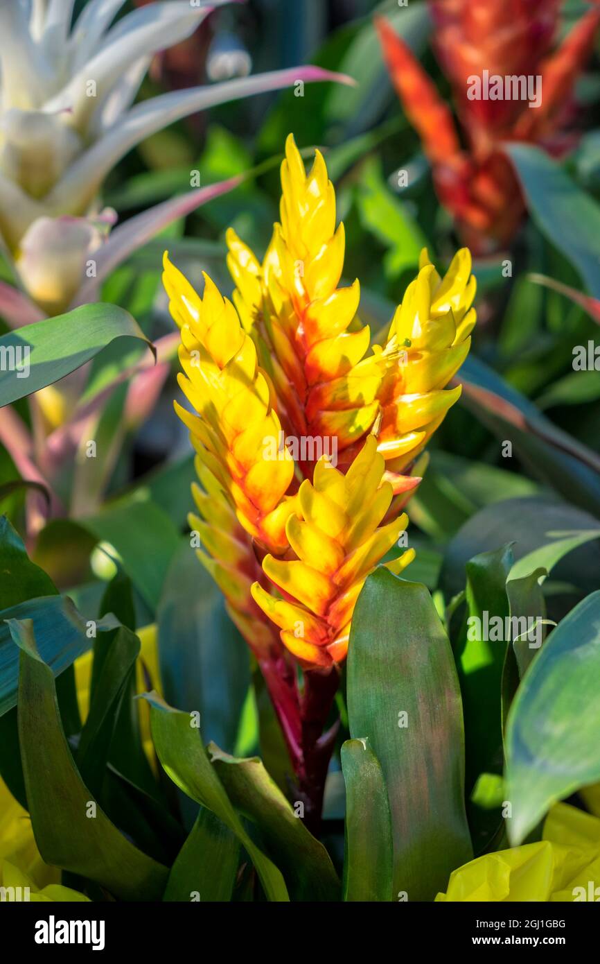 Yellow Bromeliad, USA Stock Photo