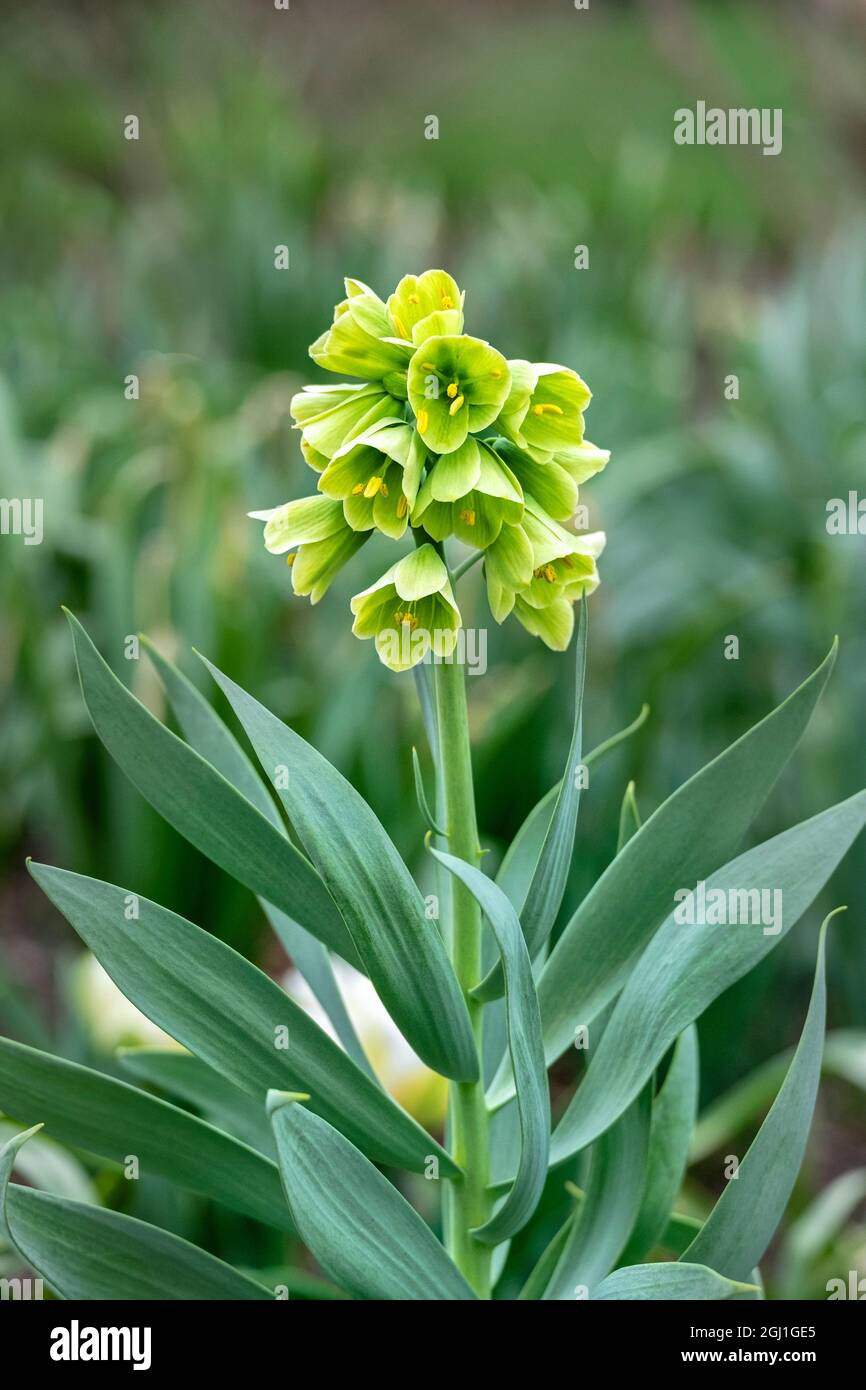 Fritillaria persica, USA Stock Photo
