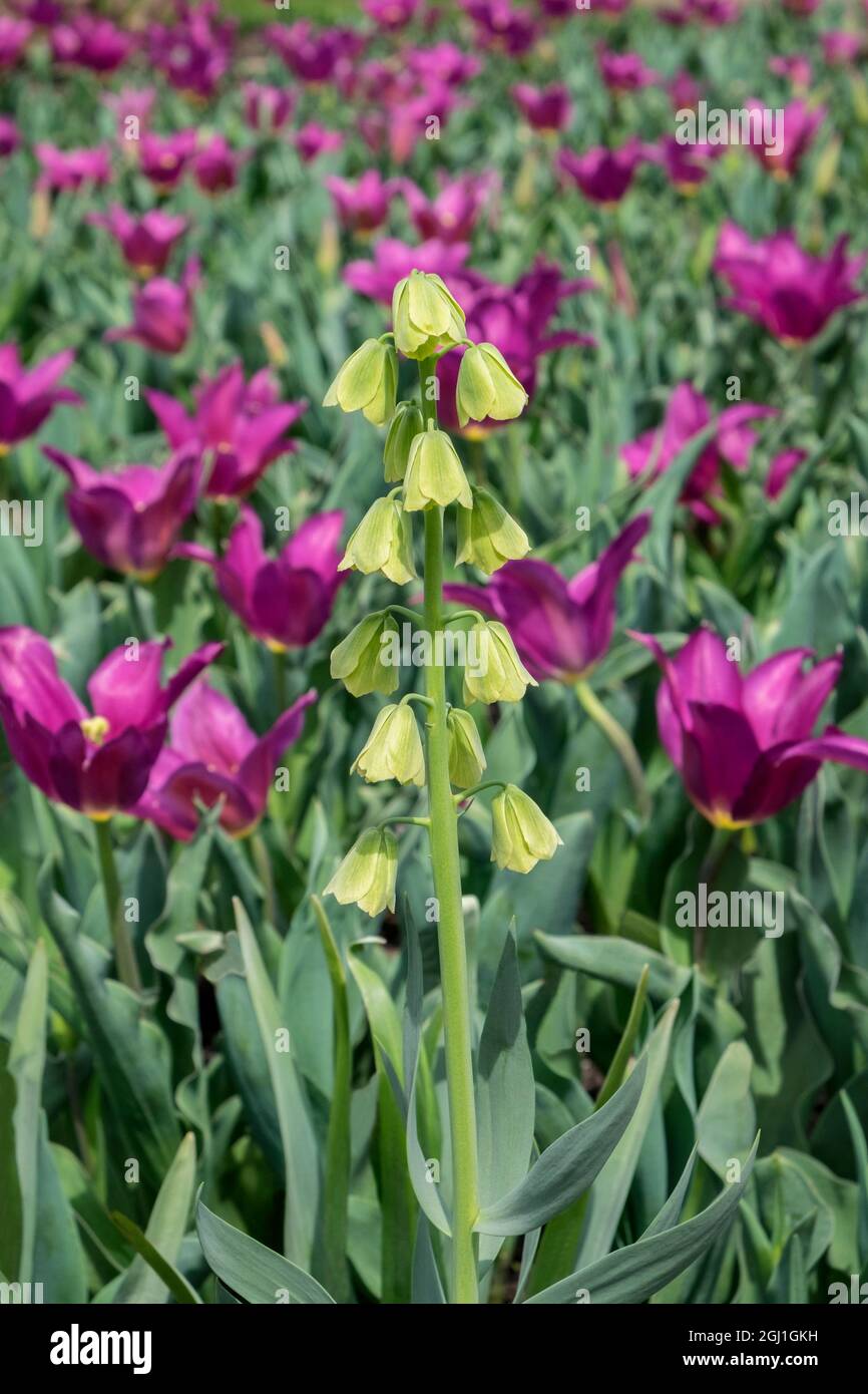 Fritillaria persica and lily-flowered tulip, USA Stock Photo