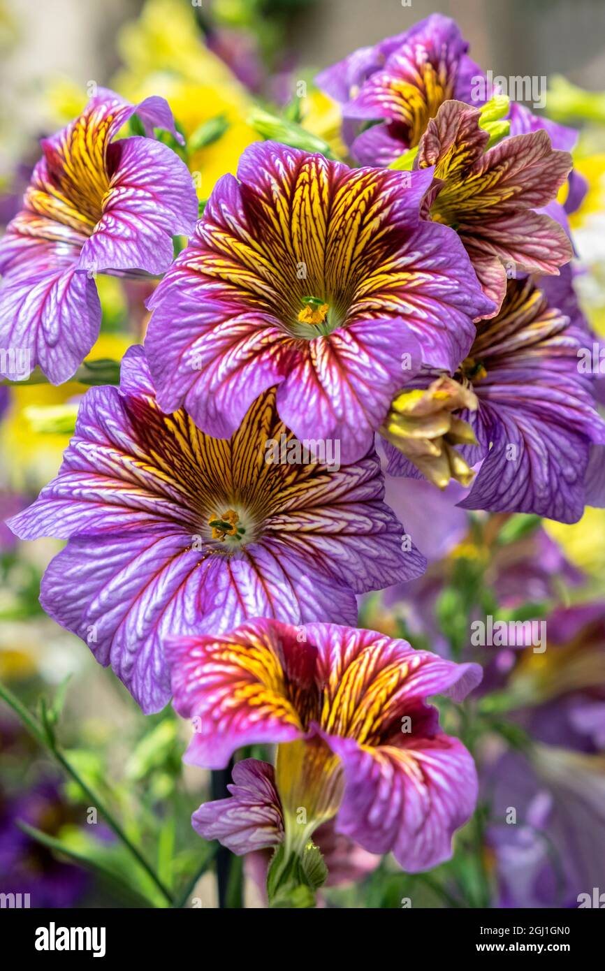 Painted Tongue flowers, USA Stock Photo
