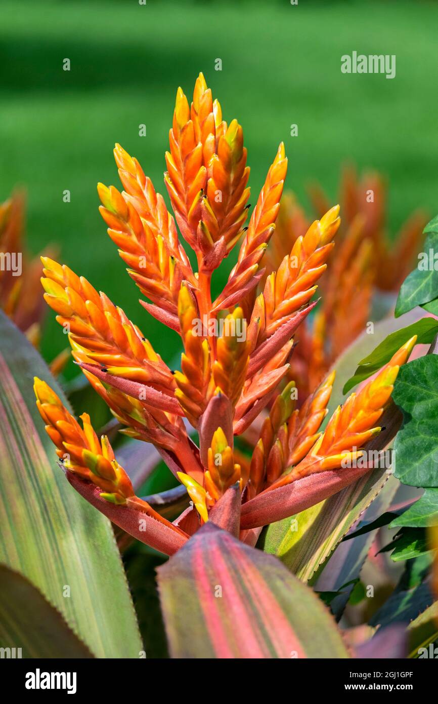 Orange Aechmea, USA Stock Photo