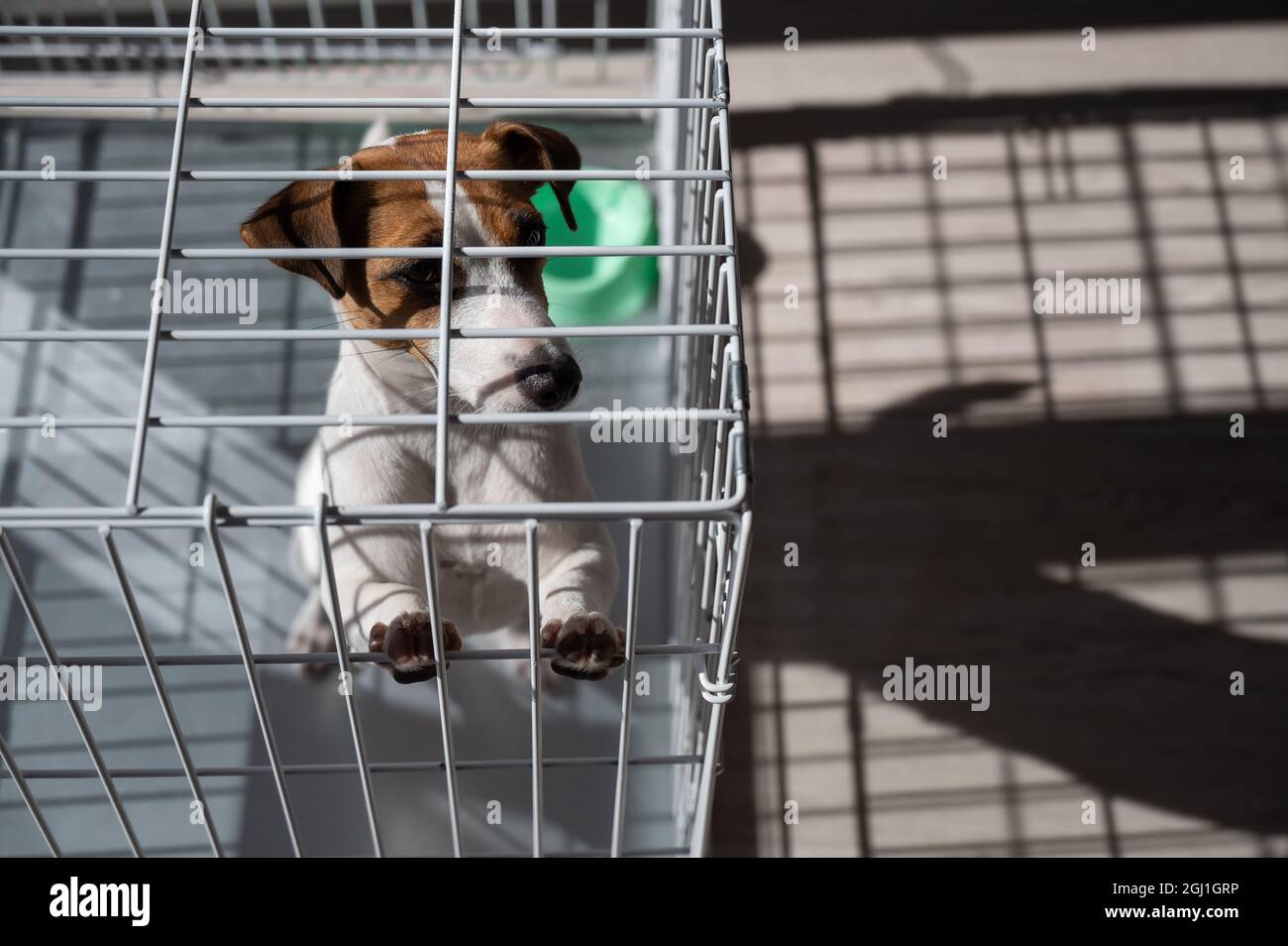 Sad dog Jack Russell Terrier sits in a cage and waits for food at an