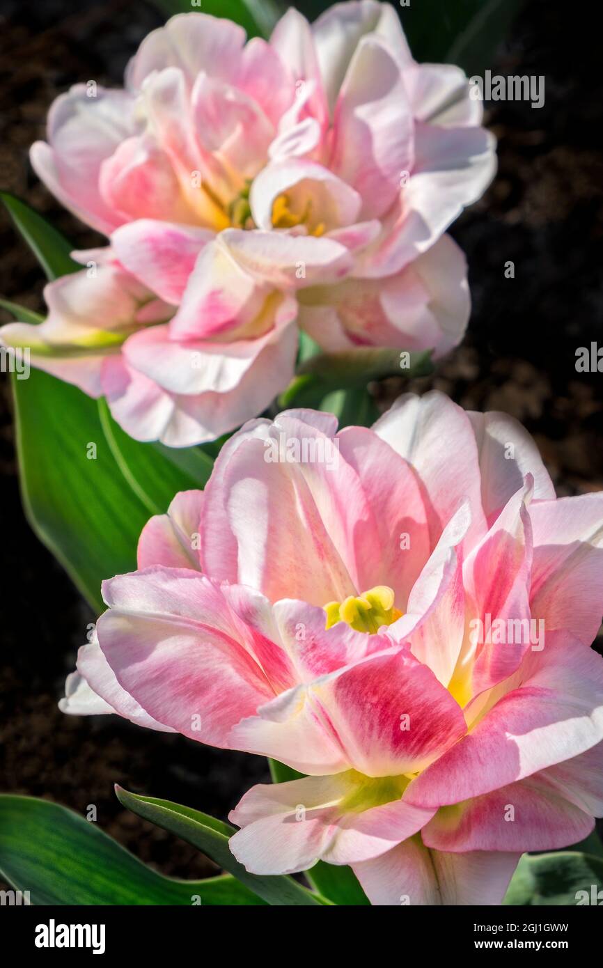 Pink double early tulip, USA Stock Photo