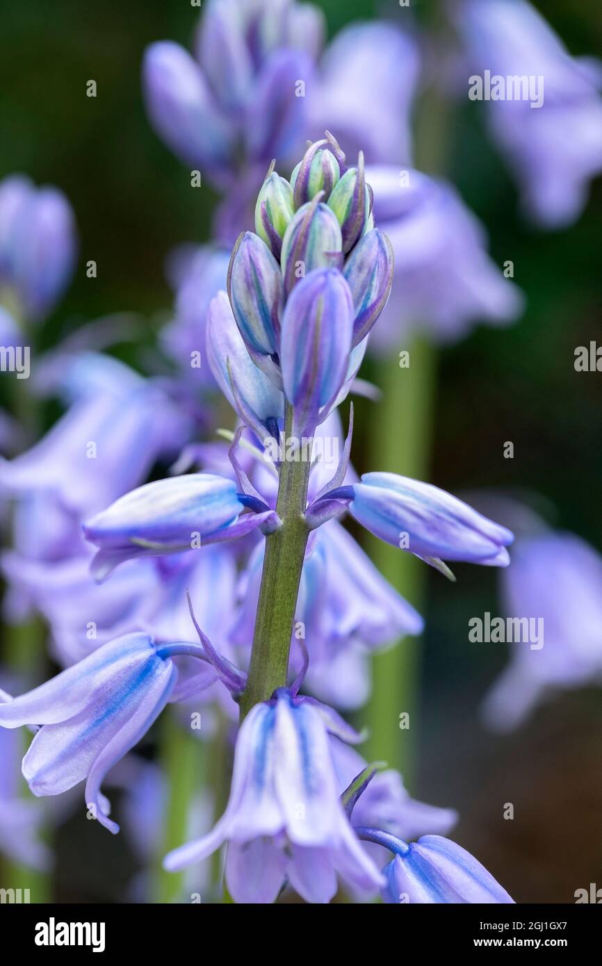 English wood hyacinth, USA Stock Photo