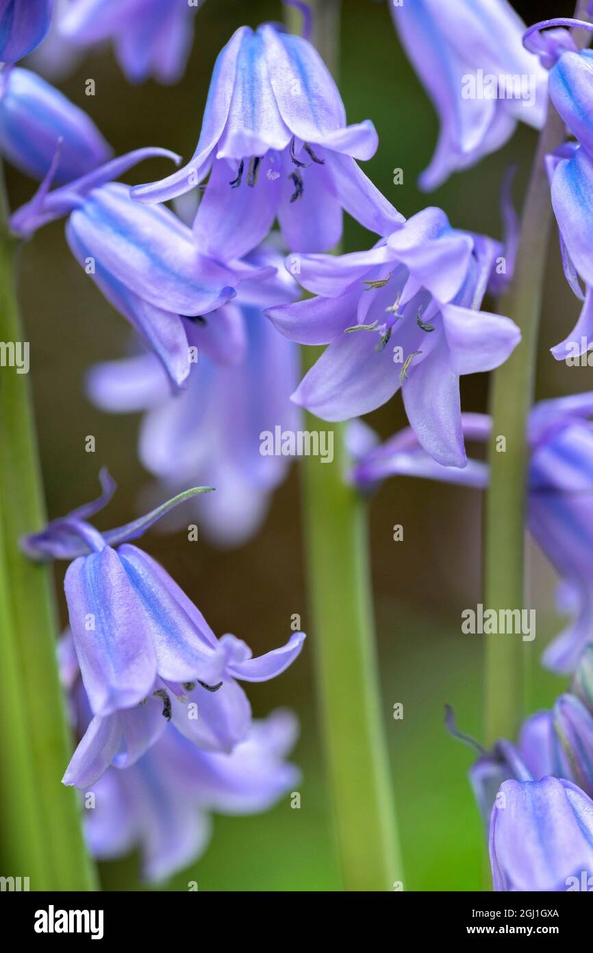 English wood hyacinth, USA Stock Photo Alamy