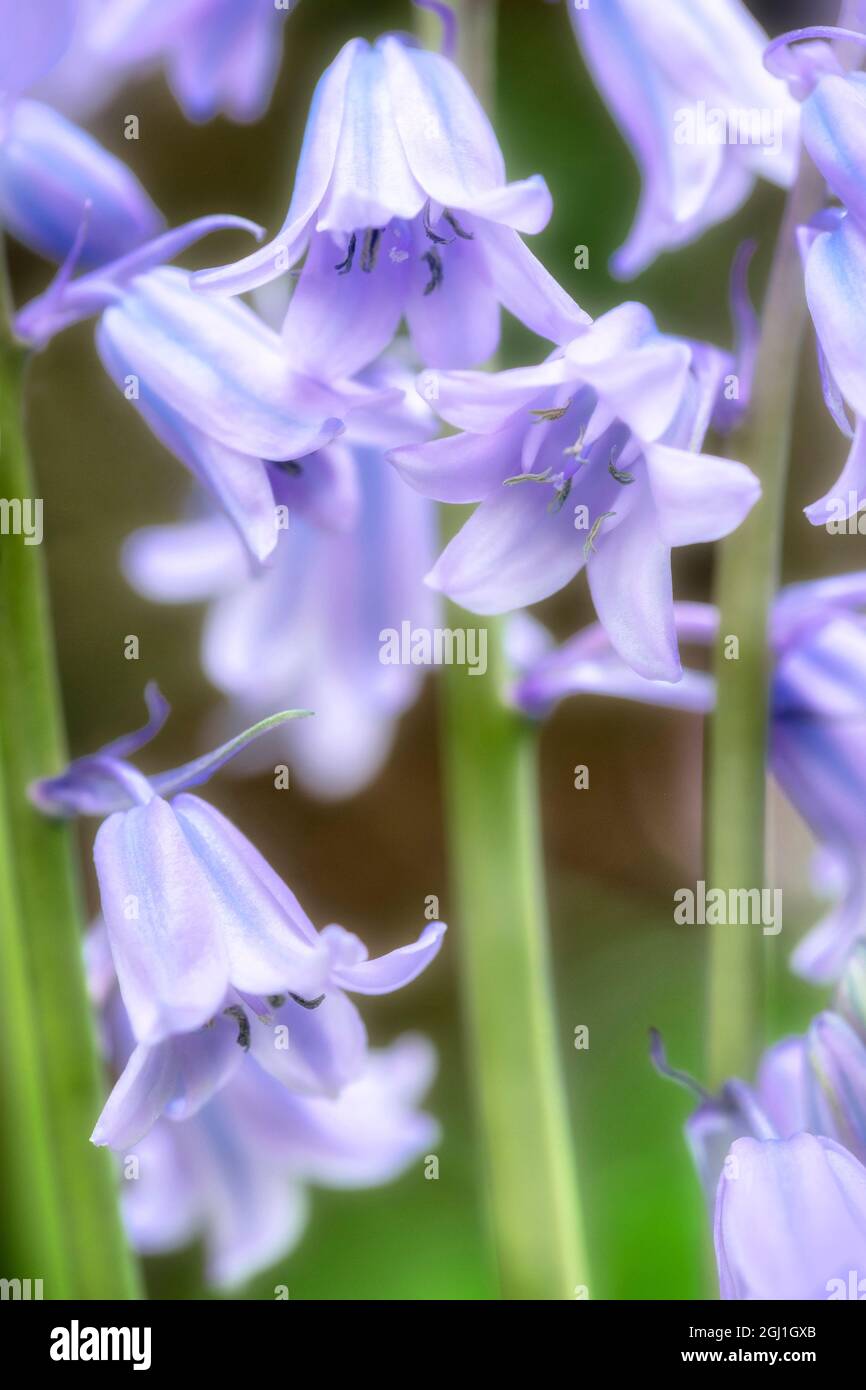 English wood hyacinth, USA Stock Photo Alamy