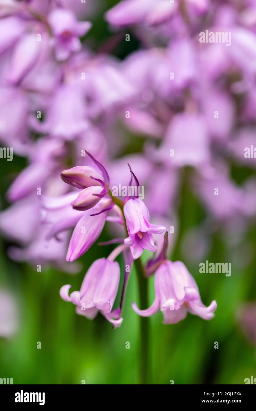 English wood hyacinth, USA Stock Photo Alamy