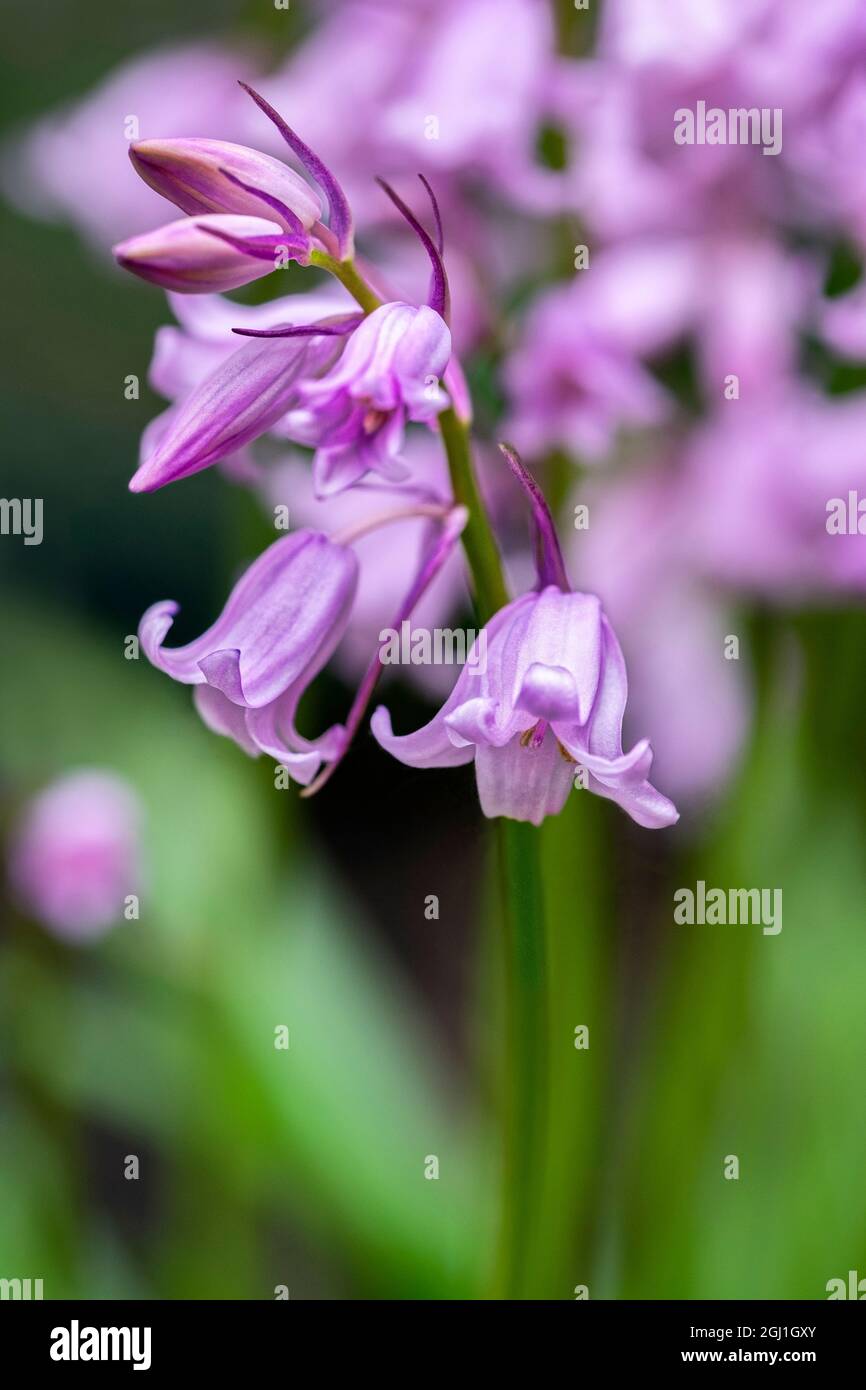 English wood hyacinth, USA Stock Photo Alamy