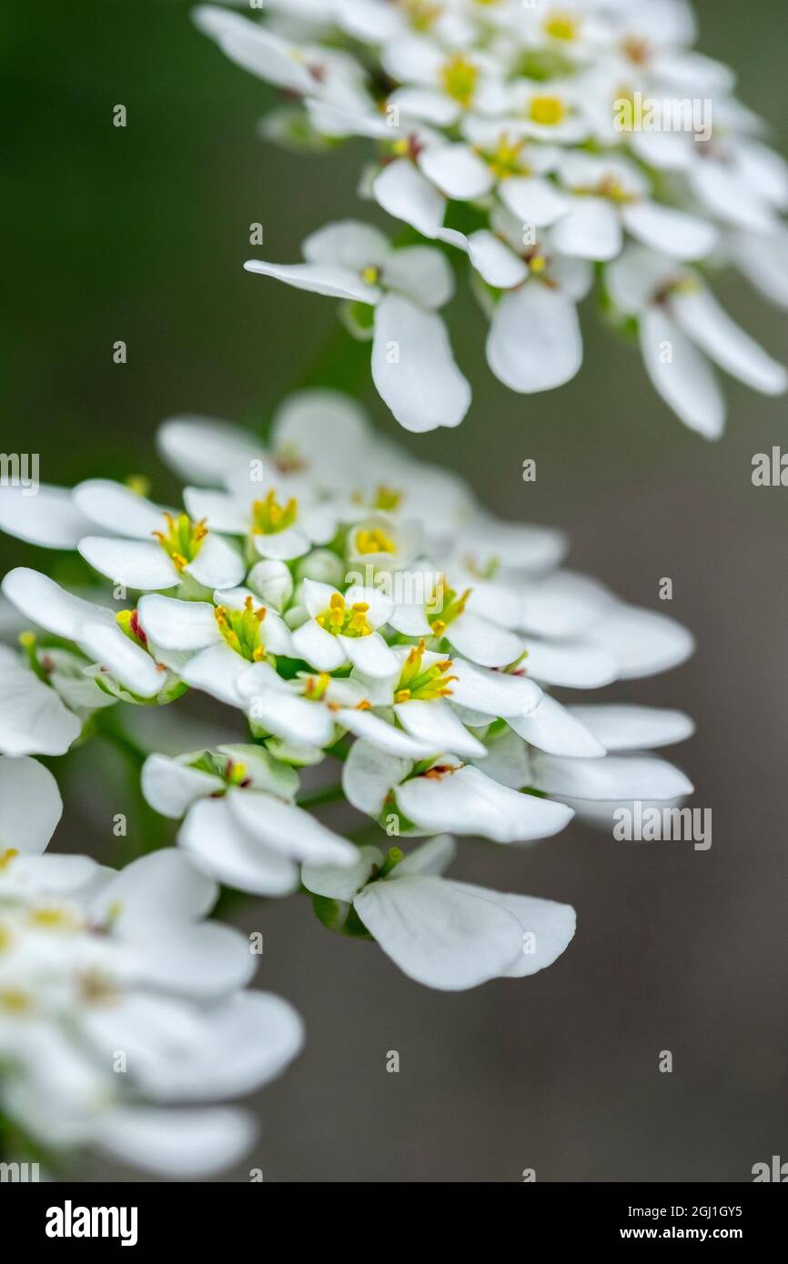 Rock cress, USA Stock Photo - Alamy
