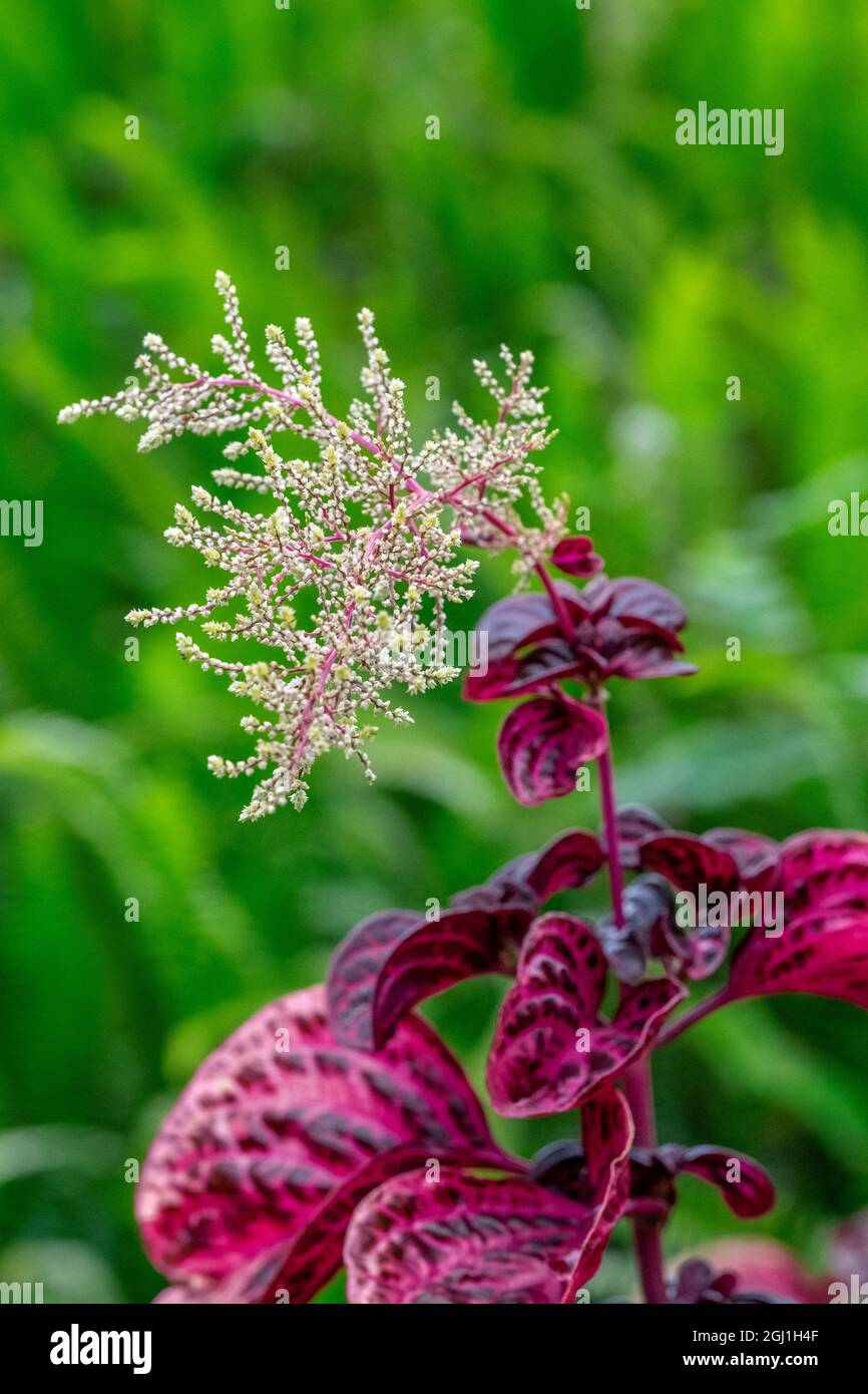 Blood leaf plant Stock Photo Alamy