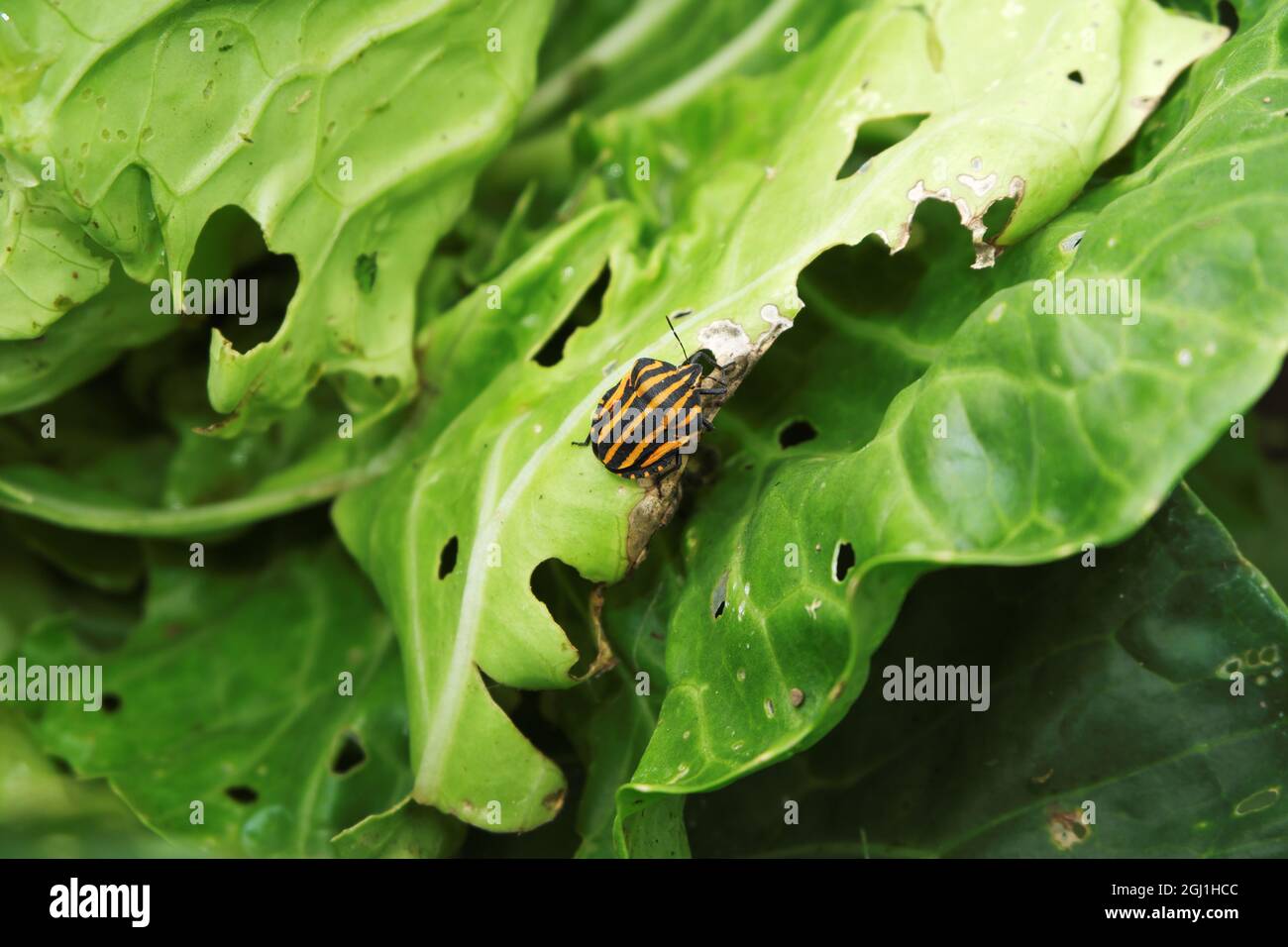 Pentatomidae. The pest beetle is orange with a black stripe eating a cabbage leaf in the garden. Selective focus. Stock Photo