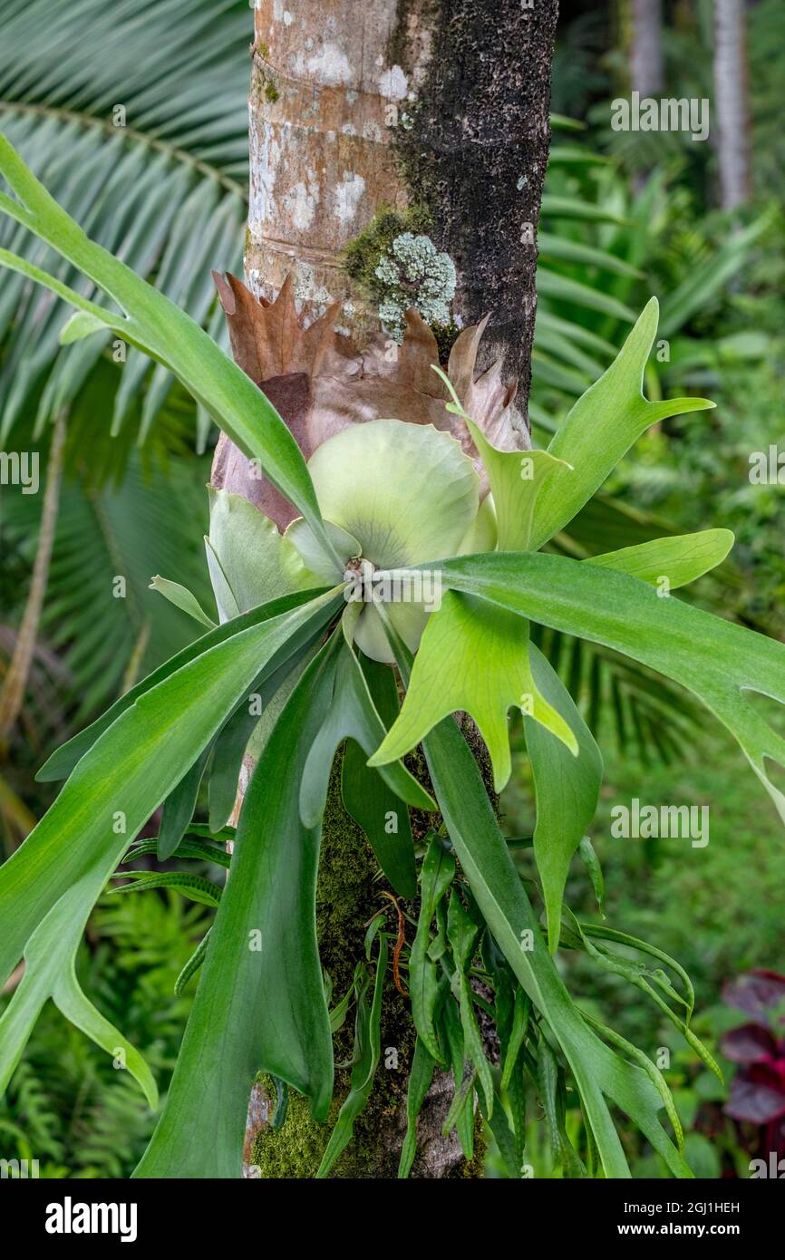 Polypod fern hi-res stock photography and images - Alamy