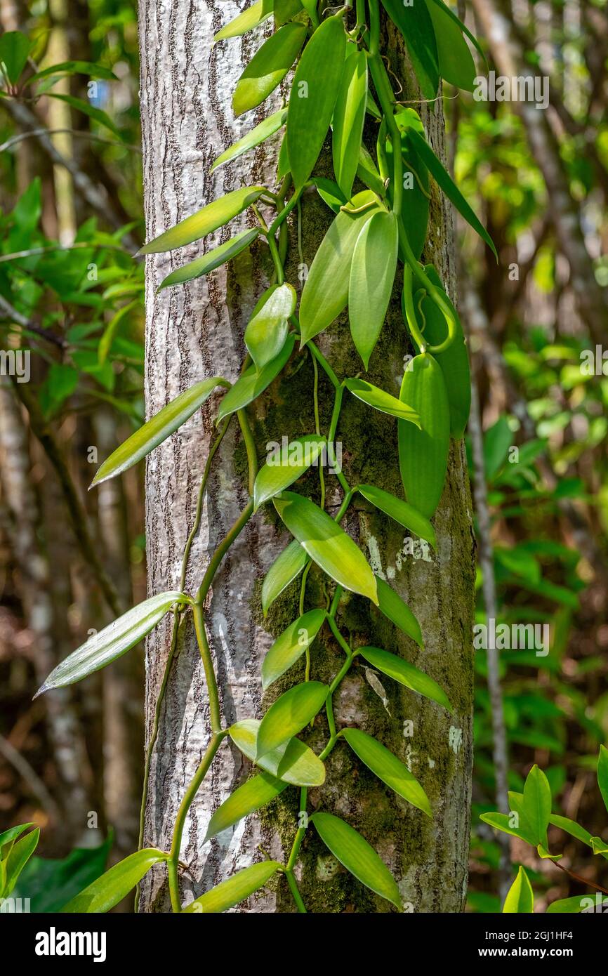 Vanilla Orchid vine Stock Photo