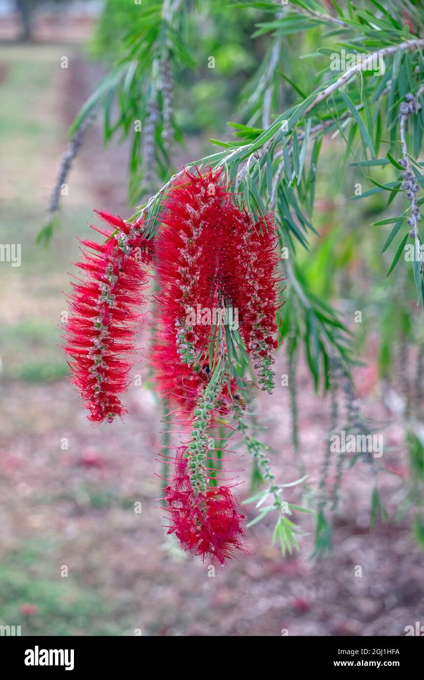 Weeping Bottlebrush tree flowers Stock Photo Alamy