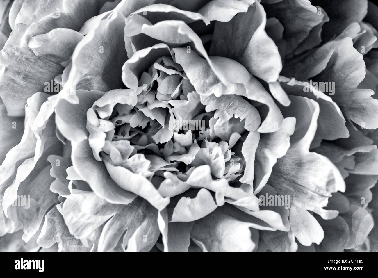 Black and White Peony Stock Photo